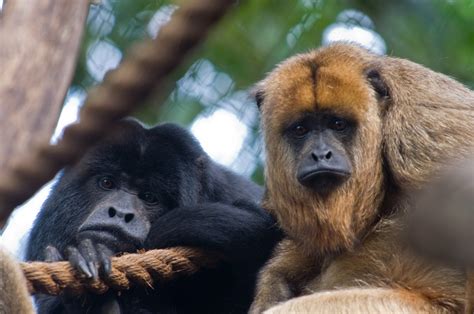 Howler monkeys