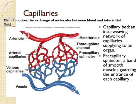 Circulatory System Capillaries