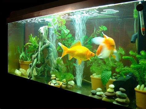 Untitled Document in 2023 | Goldfish tank, Tropical fish aquarium, Cool fish tanks