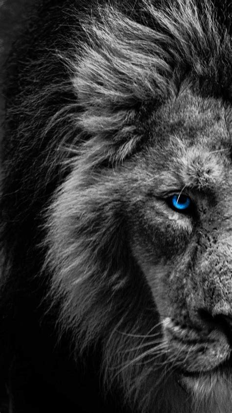 Lion Blue Eyes Wallpapers - Top Free Lion Blue Eyes Backgrounds - WallpaperAccess