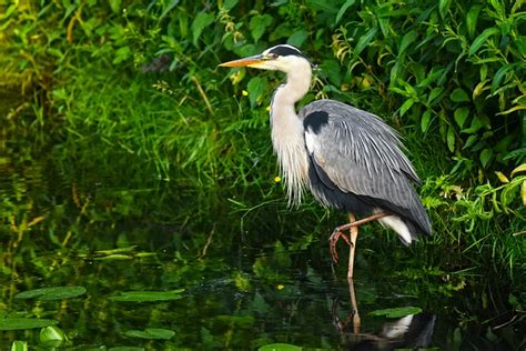 What Animals Eat Herons | The Garden and Patio Home Guide