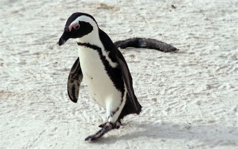 Discover the Fascinating African Penguin