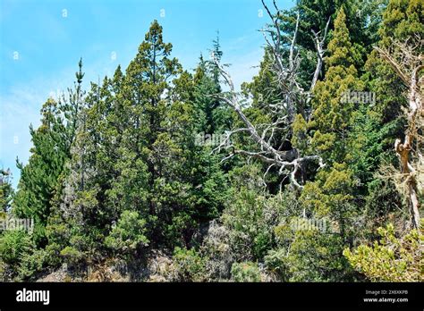 dense fairytale forest on the mountainside hiding the blue sky ...