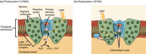 Photosystem 1 Structure