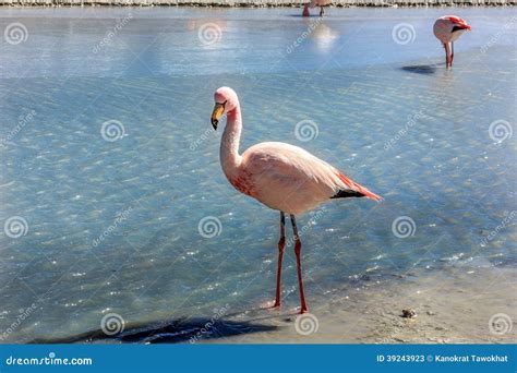 Flamingos in Laguna Colorada, Bolivia Stock Image - Image of beauty, altiplano: 39243923