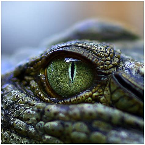 Reptiles - Facts, Characteristics, Anatomy and Pictures