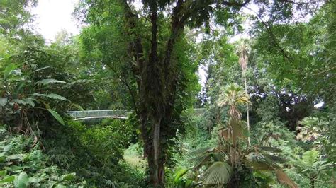 Wahiawa Botanical Garden – A 27-Acre Tropical Park in Central Oahu ...