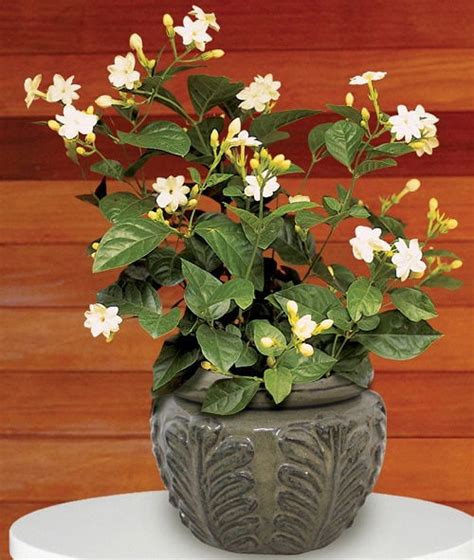 8 Best Indoor Jasmine Varieties to Grow | Balcony Garden Web