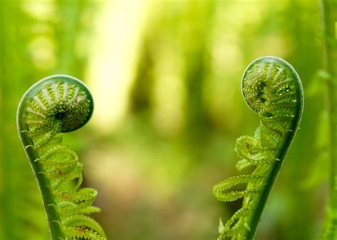 Green fern plants HD wallpaper | Wallpaper Flare