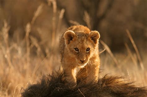 Amazing Physical and Behavioral Adaptations of African Lions - Animal Sake