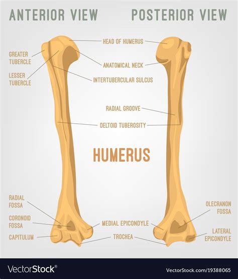 Human humerus bones image. Vector illustration isolated on a white background useful for ...