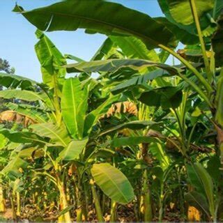 Indigenous banana plant in India | Download Scientific Diagram