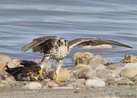 Prairie Falcon Struggling With Large Prey – Feathered Photography