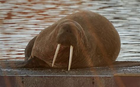 Thor the walrus pops up in Northumberland after 100 mile swim in two days