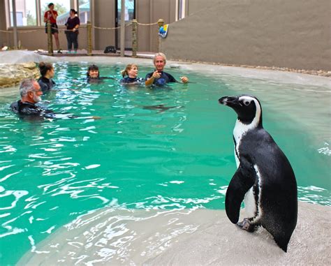 Swimming With the Penguins at Tanganyika Wildlife Park - Tanganyika Wildlife Park