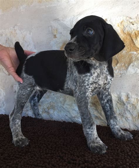 German Shorthaired Pointer Puppies Hypoallergenic