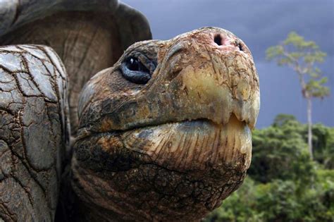 THE GRANDMA'S LOGBOOK ---: GALÁPAGOS TORTOISE: 152 YEARS OLD LIVING SLOWLY