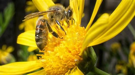 Worker bee working on pollination. Worker bee performs pollination of plants , #Affiliate, # ...