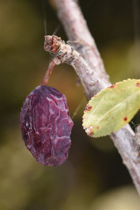 Prunus cerasifera Ehrh. | Plants of the World Online | Kew Science