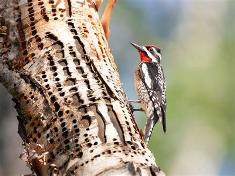 Yellow-bellied Sapsucker Range, Habitat + Distribution | Birdfact