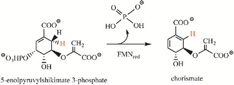 Reaction catalyzed by chorismate synthase. The 1,4-anti-elimination of ...