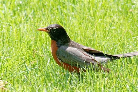 American Robin In Grass Free Stock Photo - Public Domain Pictures