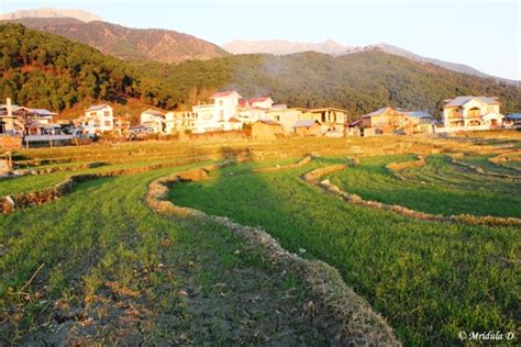 That Aimless Walk at Palampur – Travel Tales from India and Abroad