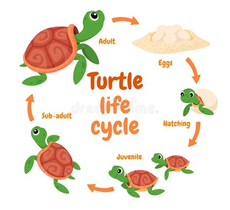 Reptile Life Cycle