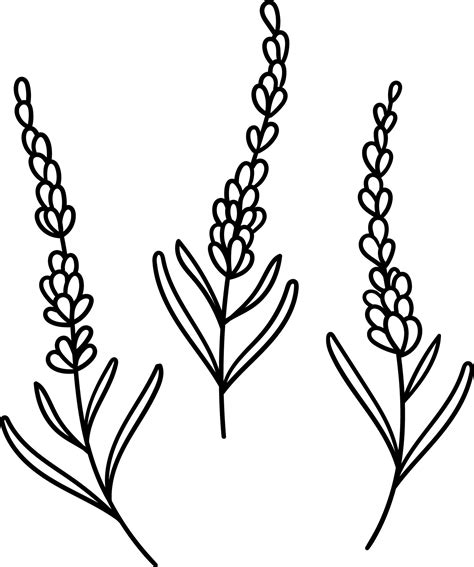 Vector lavender, hand drawn botanical illustration, flower drawing ...