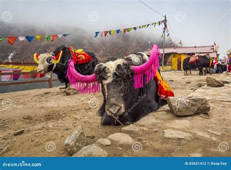 Yak Animals Used for Tourist Ride Near Tsomgo Changu Lake, East Sikkim ...