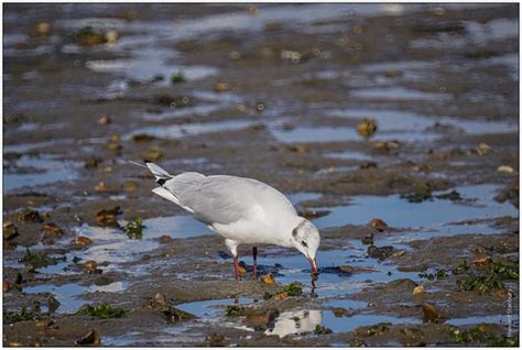 Gull feeding /3 | At RSPB Arne, Dorset Minolta 500mm AF Refl… | Flickr