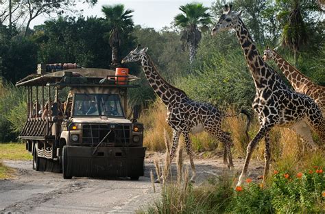 Complete Guide to Rides at Disney's Animal Kingdom - Home