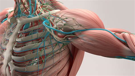 Características y funciones específicas del músculo esquelético y las fibras musculares - ISAF ...