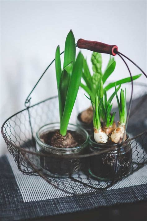 Over Fertilization Symptoms of Indoor Plants and How to Fix It