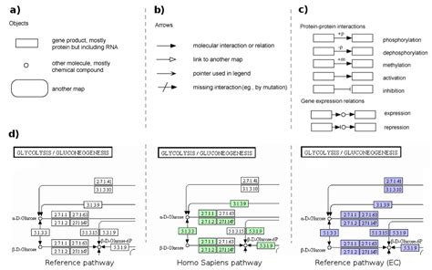 The KEGG Pathways database - Paintomics v3.0 Documentation