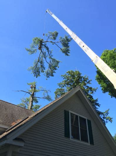 Cutting down Large Pine Tree near House