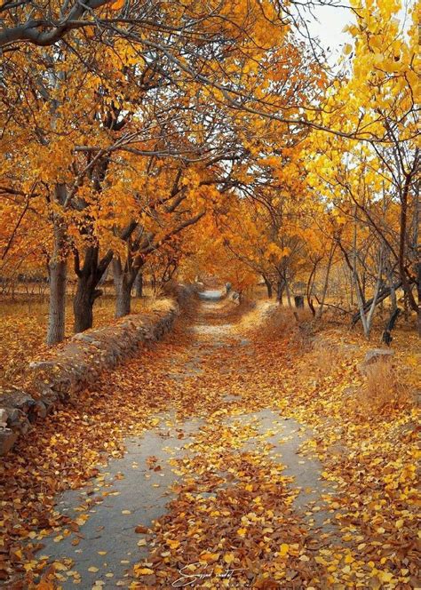 Autumn in my country🍂 | Autumn landscape, Autumn photography, Autumn nature