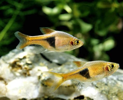 Harlequin Rasbora: Care Guide (with Setup, Diet & Breeding)