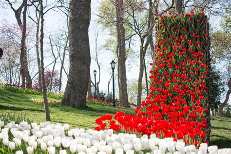 Tulip garden in spring 14794434 Stock Photo at Vecteezy