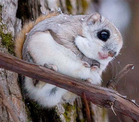 Japanese Dwarf flying squirrel baby. This species was first found in Canada, western North ...