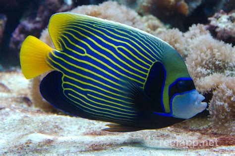 Emperor Angelfish (Pomacanthus imperator) in aquarium