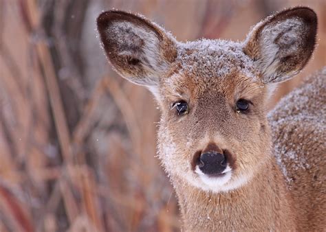 White-tailed Deer...#15 (Baby it's cold outside) - Explore… | Flickr