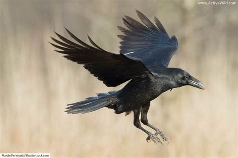 Raven Bird Facts, Pictures & In-Depth Information for Kids and Adults