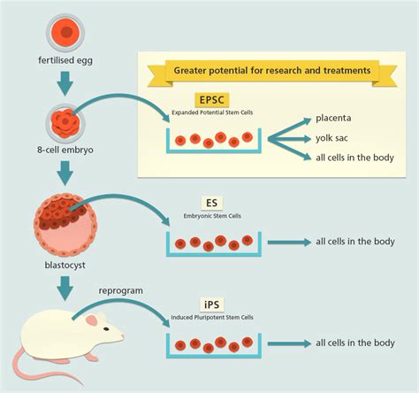 New type of stem cell line produced offers expanded potential for ...