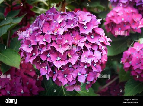 Hortensia bright colors in the garden Stock Photo - Alamy