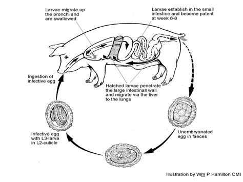 Describe The Structure And Life Cycle Of Ascaris Lumb - vrogue.co