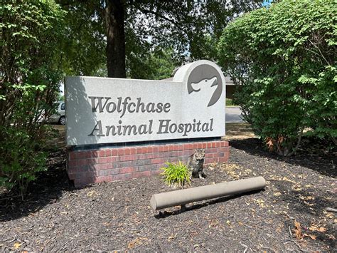 Vet Appointment | Bartlett, TN | Wolfchase Animal Hospital