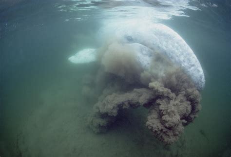 Gray Whale Filter Feeding Tofino Photograph by Flip Nicklin