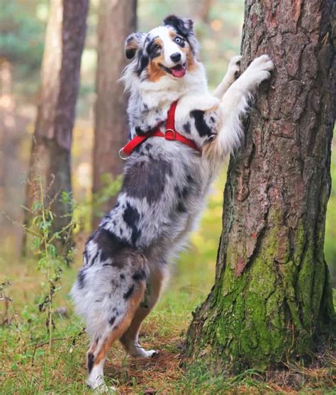 Tri-Color Australian Shepherd: All 4 Tri-Color Varieties Explained