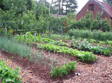 Starting a vegetable garden: the basics - Sentinel Colorado